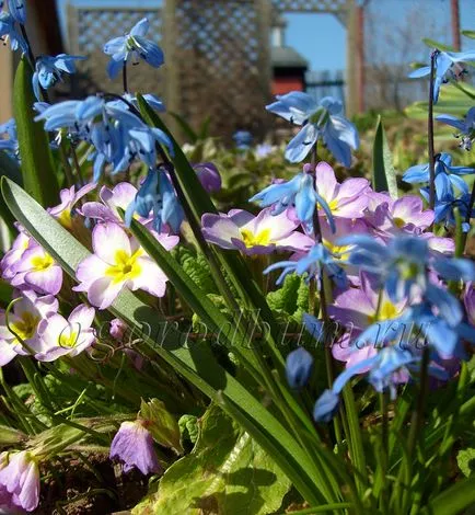 plantare primula și de îngrijire în câmp deschis, atunci când pentru a planta, gradina ideală și grădină