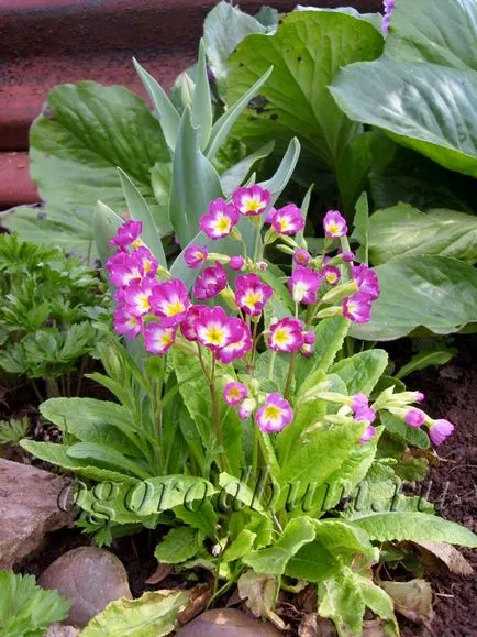 plantare primula și de îngrijire în câmp deschis, atunci când pentru a planta, gradina ideală și grădină