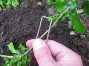 Purpurea Elegans Clematis fogságban leírás fotókkal, telepítése és karbantartása, szorzás és vélemények