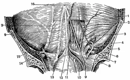 Buric, burta anatomie topografica