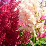 Растения за градината - японски стил, любими цветя