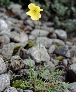 mondială de legume