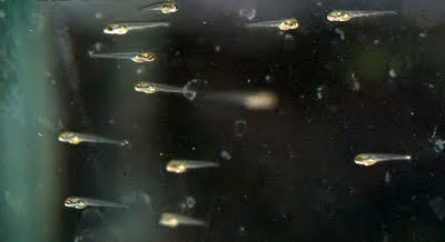 Creștere de prăji Zebrafish zebrafish decât pentru a hrăni prăjește acvarii zebrafish