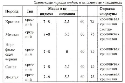 Пуйки за разплод, като бизнес план за отглеждане на пуйки в страната