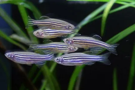 Creștere de prăji Zebrafish zebrafish decât pentru a hrăni prăjește acvarii zebrafish