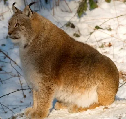 râsul eurasiatic, roșu, Canada, spaniolă (31 poze)