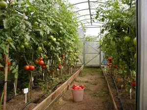 Cum roșii adăpate de des și în mod corespunzător în seră, tipuri de irigare organizații tomate topfazenda