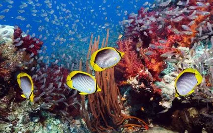 Какво е солеността на Червено море, Червено море и описанието снимка