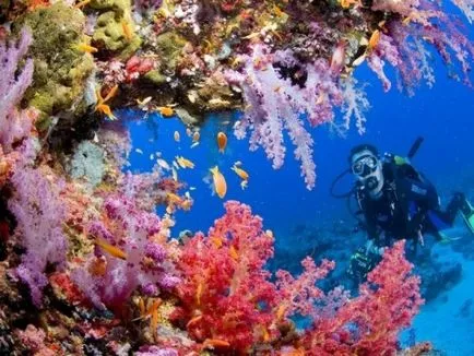 Какво е солеността на Червено море, Червено море и описанието снимка