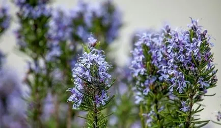 Rosemary növekvő fűszeres bokor