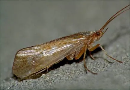 Caddis momeală foarte catchability