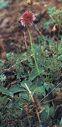 Ehető növények tundra (Aleksej Shebeko) (fotó esszé) 1986 redansky, Mezencev a Chernov és