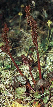 Plante comestibile tundra (Aleksej Shebeko) (foto eseu) în 1986 redansky, Mezencev în Chernov și