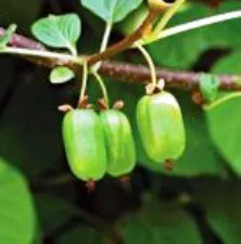 Samoplodnye - Actinidia - Gradina Siberia