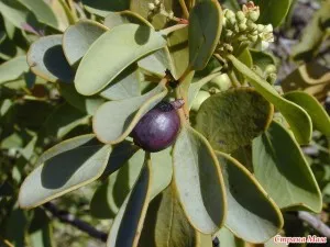 Santalum албум, сандалово дърво, Santalum бял (Santalum албум)