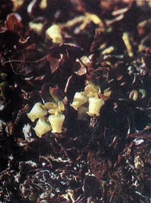 Ehető növények tundra (Aleksej Shebeko) (fotó esszé) 1986 redansky, Mezencev a Chernov és