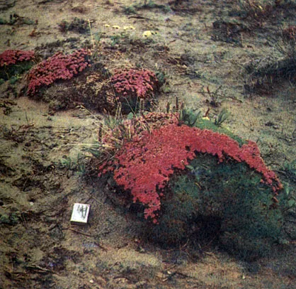 Plante comestibile tundra (Aleksej Shebeko) (foto eseu) în 1986 redansky, Mezencev în Chernov și