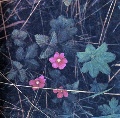 Ehető növények tundra (Aleksej Shebeko) (fotó esszé) 1986 redansky, Mezencev a Chernov és