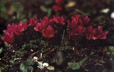 Ehető növények tundra (Aleksej Shebeko) (fotó esszé) 1986 redansky, Mezencev a Chernov és