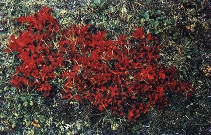 Plante comestibile tundra (Aleksej Shebeko) (foto eseu) în 1986 redansky, Mezencev în Chernov și