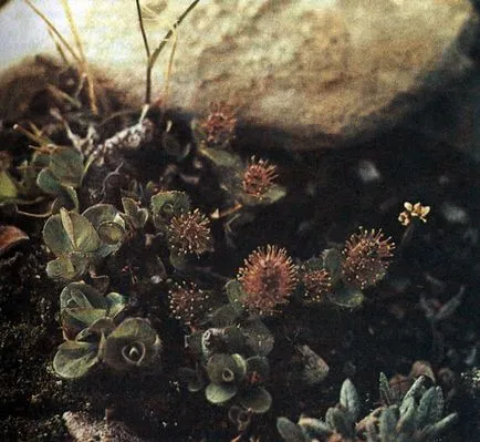 Plante comestibile tundra (Aleksej Shebeko) (foto eseu) în 1986 redansky, Mezencev în Chernov și