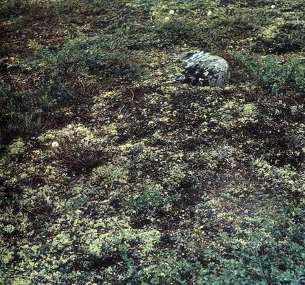 Ehető növények tundra (Aleksej Shebeko) (fotó esszé) 1986 redansky, Mezencev a Chernov és