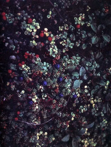 Plante comestibile tundra (Aleksej Shebeko) (foto eseu) în 1986 redansky, Mezencev în Chernov și