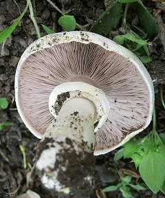 Agaricus Xanthodermus