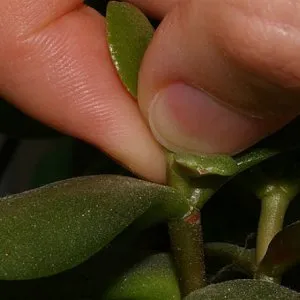 Shykarnaya Crassula alkotják a korona - érdemes tudni