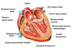 WPW-szindrómában az EKG