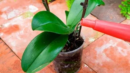 Hányszor víz orchidea otthon - hogyan víz orchidea otthon