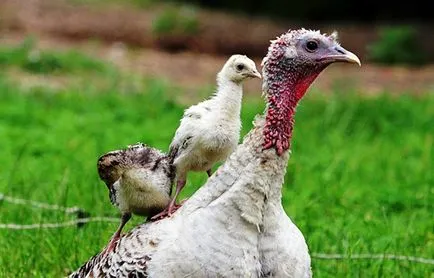 Cât de mult de curcan stând pe ouă - consiliere agricultorilor de păsări de curte