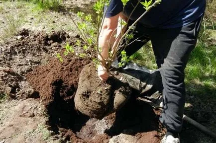 Lila magyar leírás, ültetés, gondozás