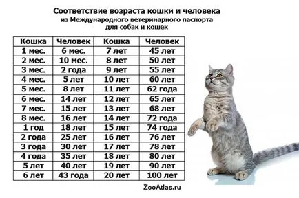 Hány éves a macska emberi viszonylatban