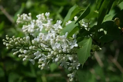 Syringa вулгарис засаждане и грижи, снимка