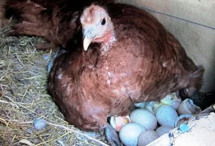 Cât de mult de curcan stând pe ouă - consiliere agricultorilor de păsări de curte