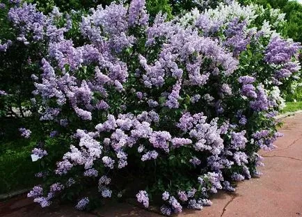 Syringa vulgaris ültetés és gondozás, fotó