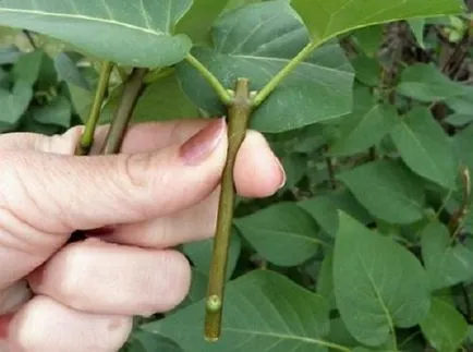 Syringa вулгарис засаждане и грижи, снимка