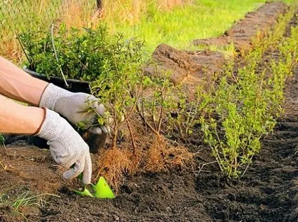 Syringa vulgaris ültetés és gondozás, fotó