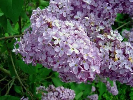 Syringa vulgaris ültetés és gondozás, fotó