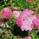 Spiraea японика - резитба, грижи през годината, ден на летовник