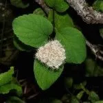 Spiraea японика - резитба, грижи през годината, ден на летовник