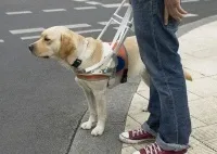 Câine pentru persoanele cu handicap