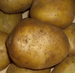 видове картофи за Московска област - Всичко за картофи