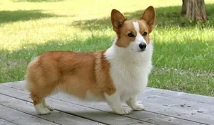 A tartalom a kutyák welsh corgi fajta leírás, szabályok ellátás, fotó