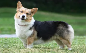 A tartalom a kutyák welsh corgi fajta leírás, szabályok ellátás, fotó