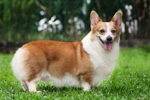 Съдържанието на кучета уелски Corgi описанието порода, правилата на грижи, снимка