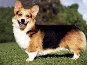 A tartalom a kutyák welsh corgi fajta leírás, szabályok ellátás, fotó