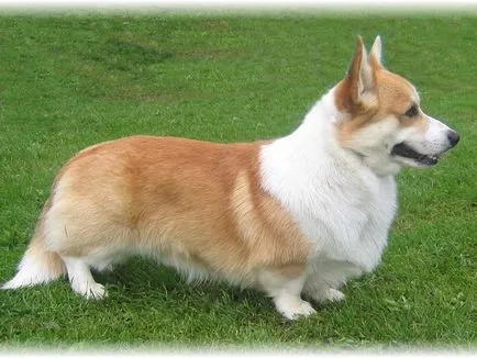 A tartalom a kutyák welsh corgi fajta leírás, szabályok ellátás, fotó