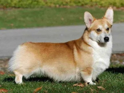 A tartalom a kutyák welsh corgi fajta leírás, szabályok ellátás, fotó